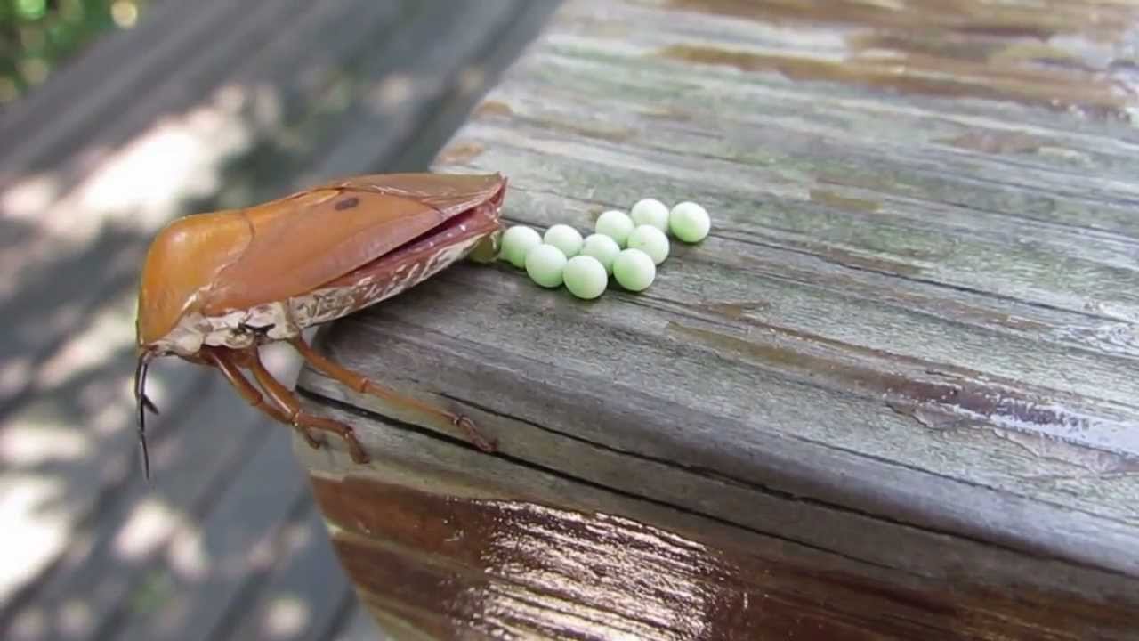 臭大姐特别多怎么回事,臭屁虫图片能吃吗