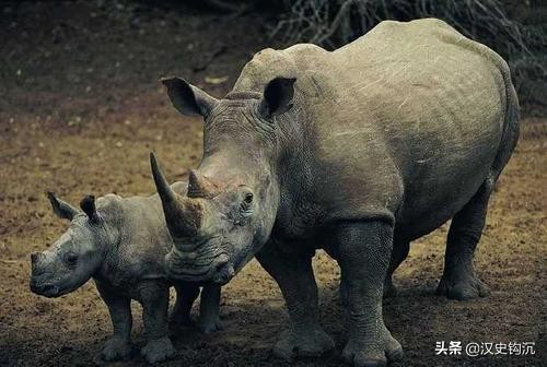 十二生肖中的龙真的存在吗？如果不存在，营口坠龙又是怎么回事？