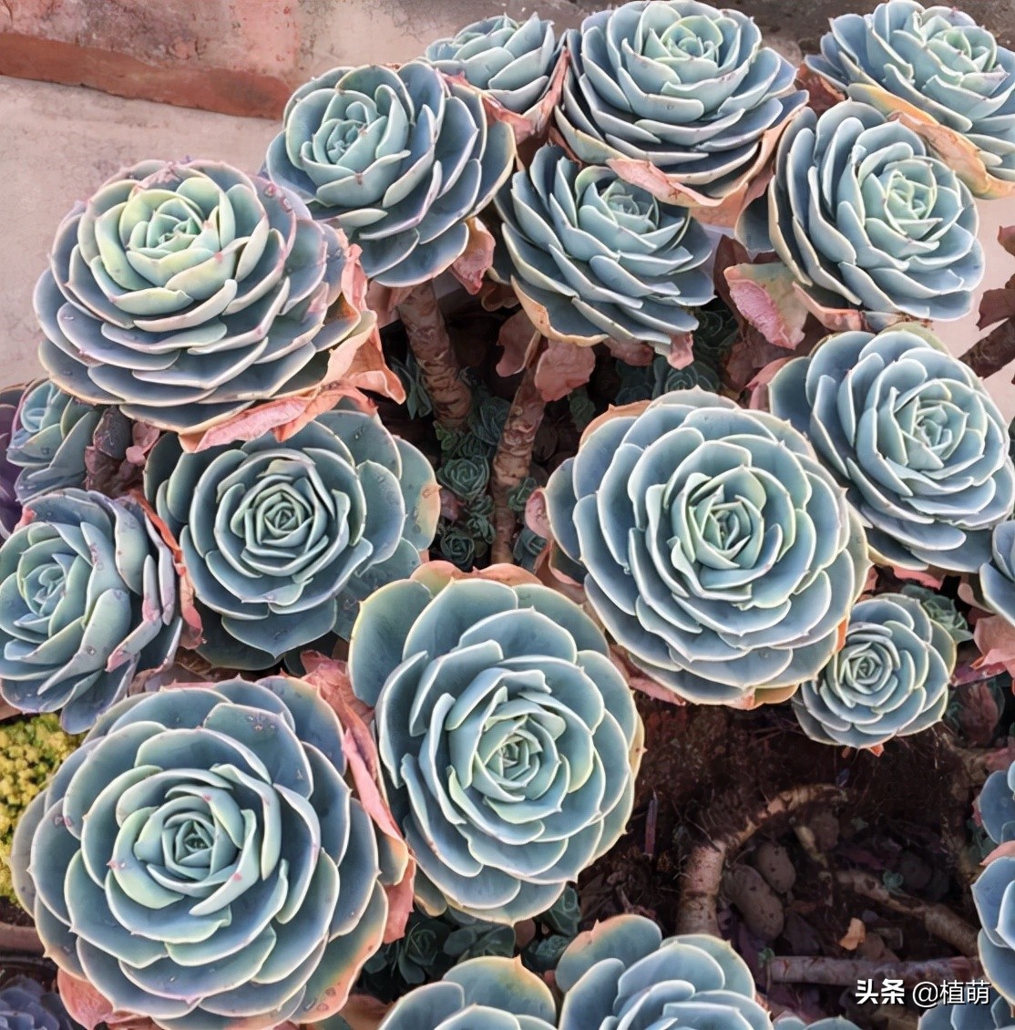 养了4年的玉蝶，不但没有“摊饼”，反而变成爆盆状态