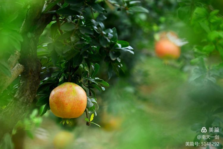 石榴一般几月份熟,石榴怎么判断熟了