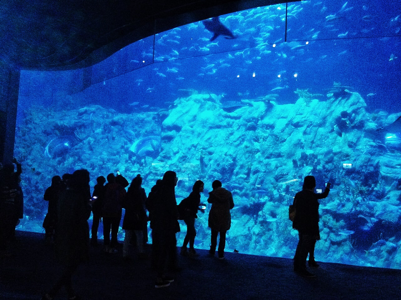 香港海洋公园现在盈利吗,香港海洋公园现在情况