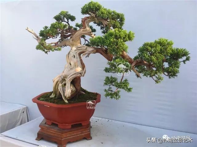 鎺㈡灊妞嶇墿,鎺㈡灊