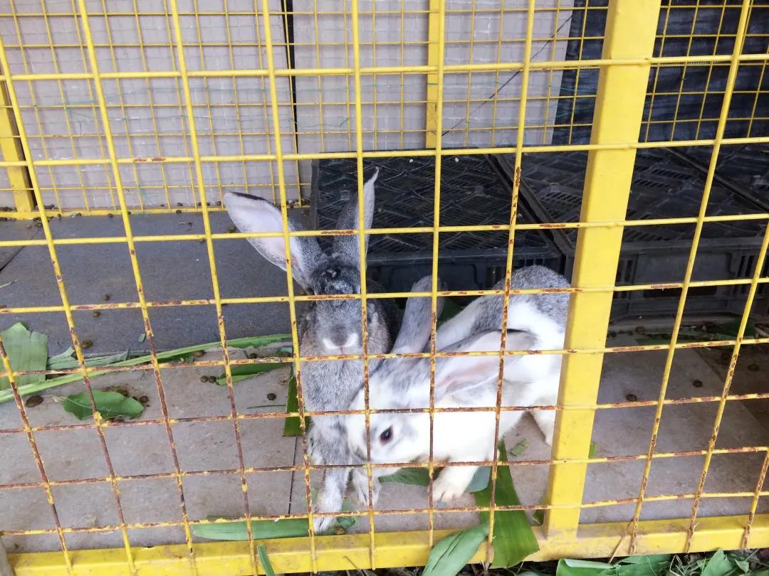 广东十大亲子农场,陈村亲子农场推荐