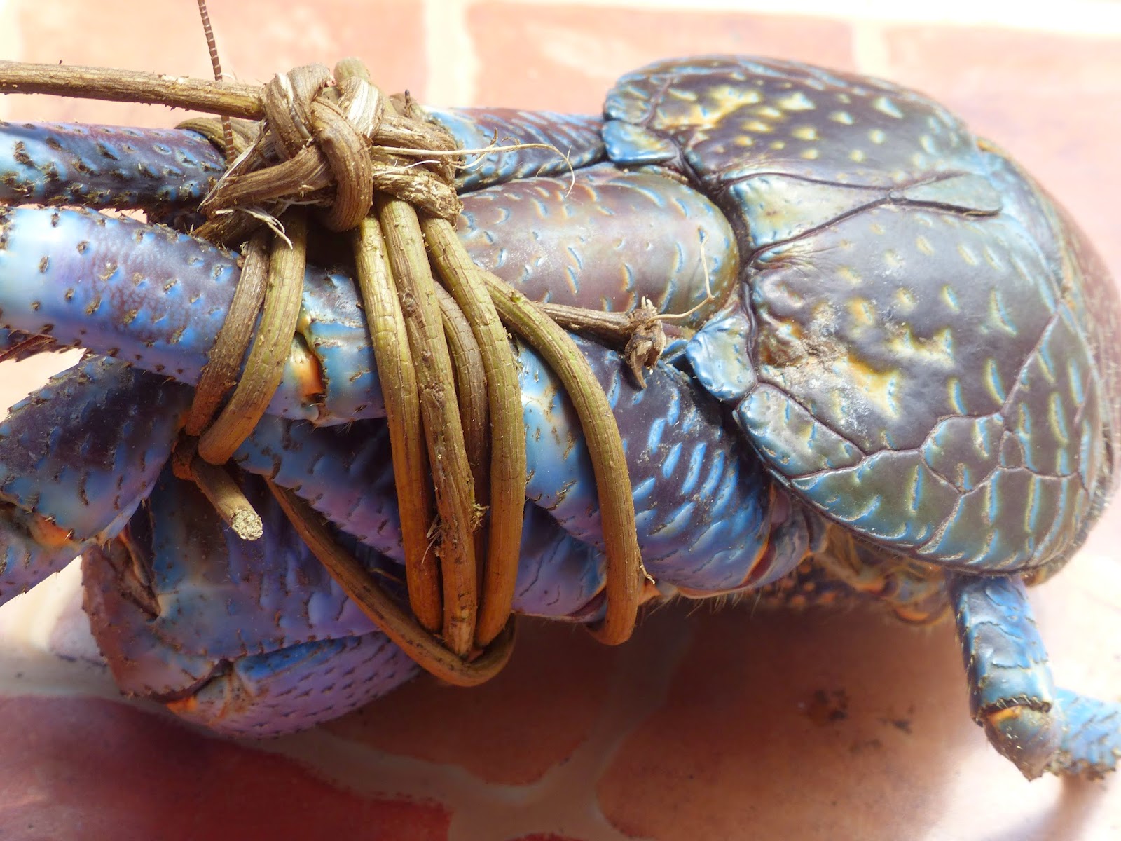 最大的陆生蟹椰子蟹,陆生寄居蟹会爬树吗