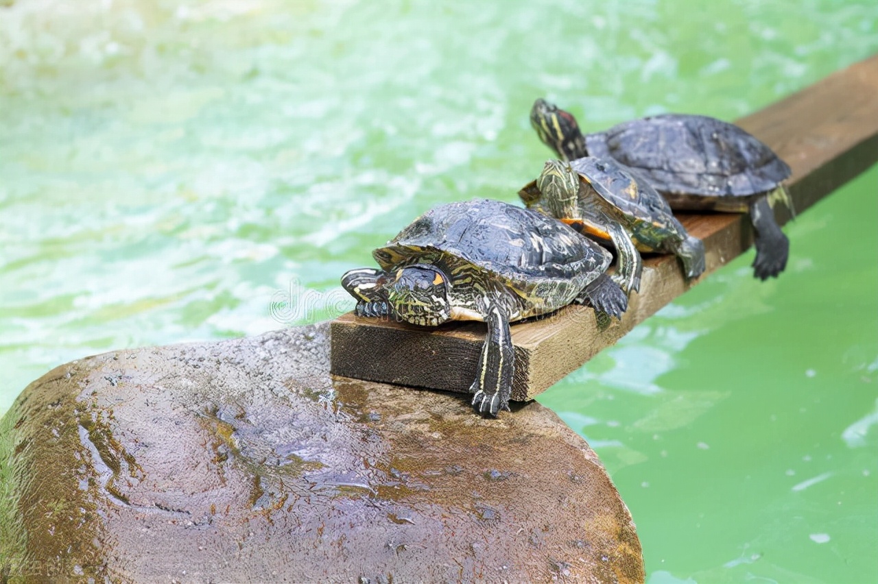 叮！您有一份国庆出游龟龟安置指南！请查收