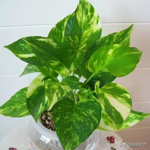 花卉病最快的治疗方法,花卉病中病怎么治