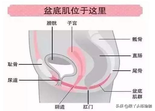 女人一生必练的肌肉,女人对于肌肉的重要性