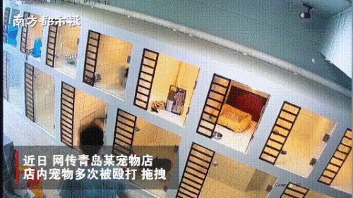 青岛宠物店柯基寄养被打死,狗在宠物店猝死