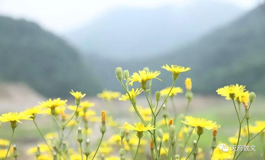 闄屼笂鑺卞紑鎶栭煶鍥涘窛,闄屼笂鑺卞紑鍥涘窛杈惧窞