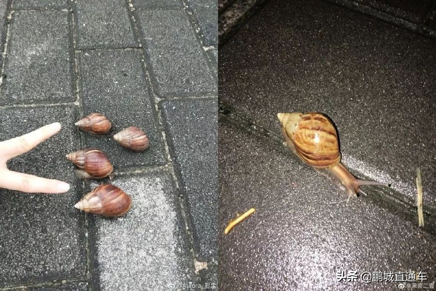 下雨过后路边为什么会出现蜗牛,深圳雨后出现非洲大蜗牛怎么处理