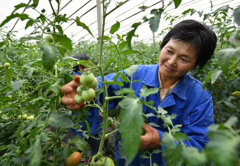 全国蔬菜品种分布图,全国蔬菜产量排名数据去哪看