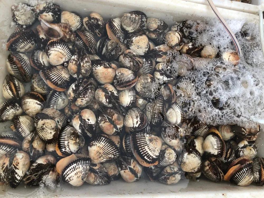 二月份威海海鲜价格,威海海鲜价格实时查询系统