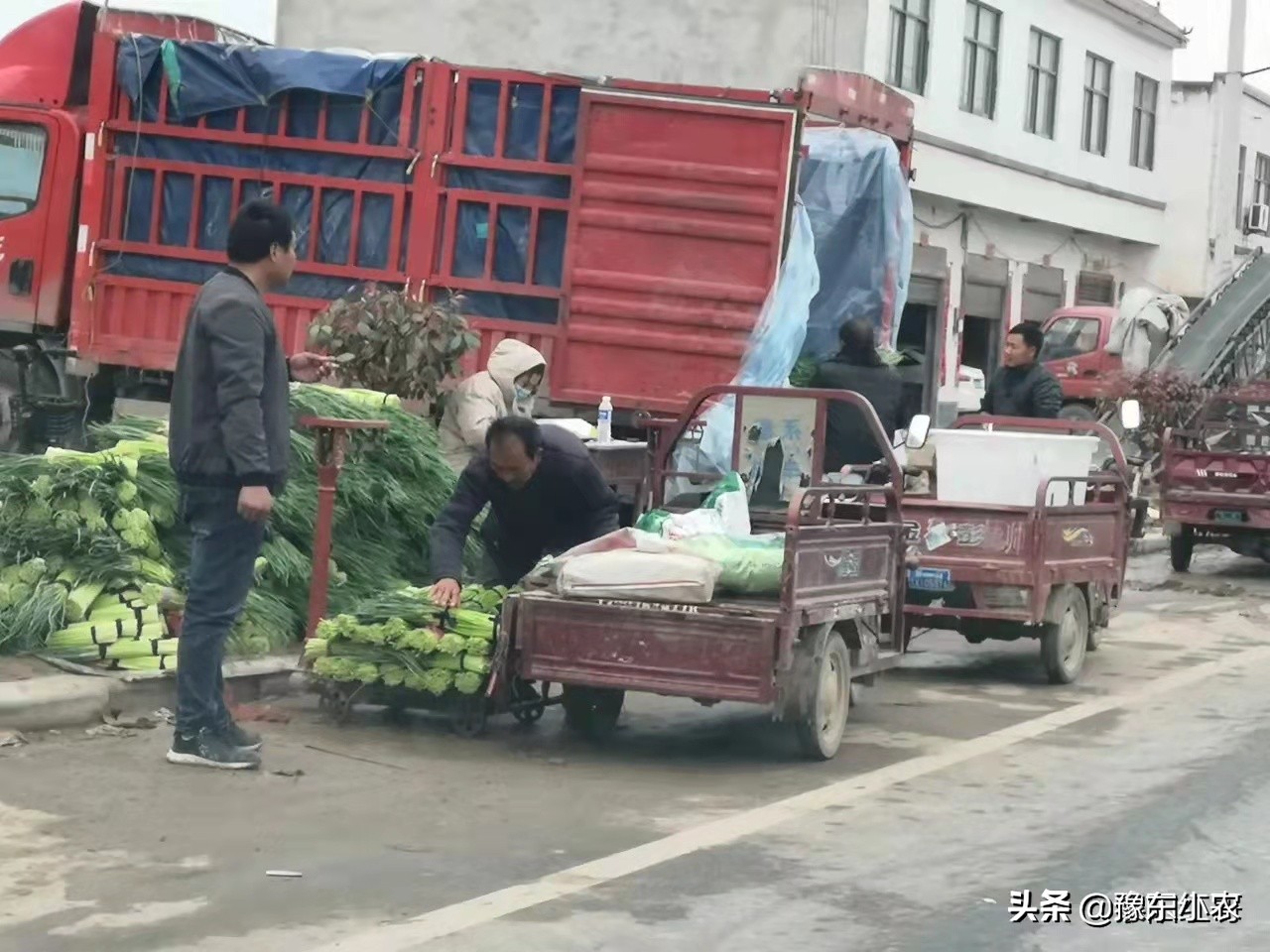 杞县蒜苔4月7号多少钱一斤,蒜苔新价