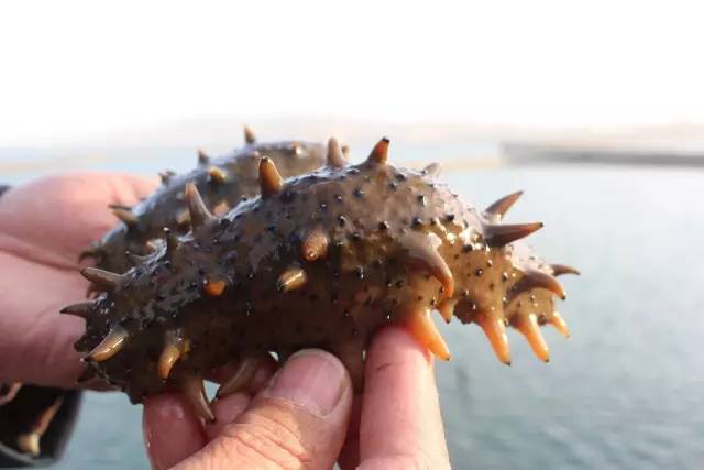 什么样的海参是比较好的海鲜,什么样的海参是好海参