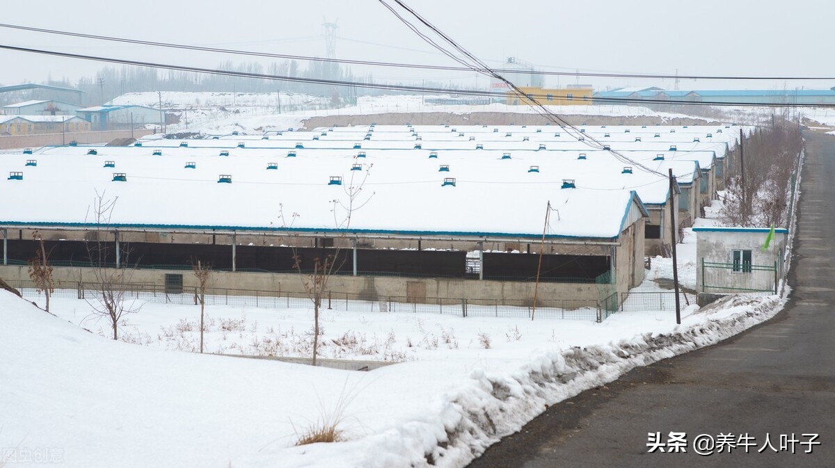 养牛技术好一年能赚多少钱,养牛比别人多挣6万