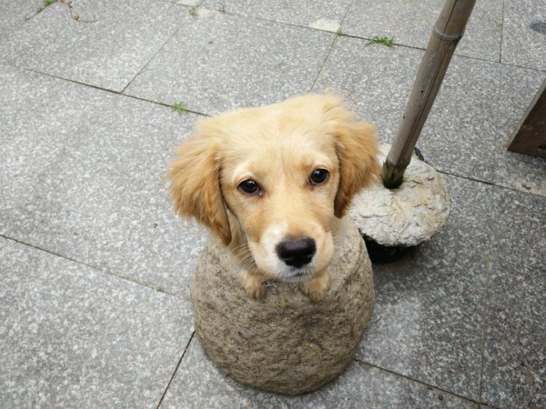 适合栽在庭院的多肉,庭院地栽多肉设计