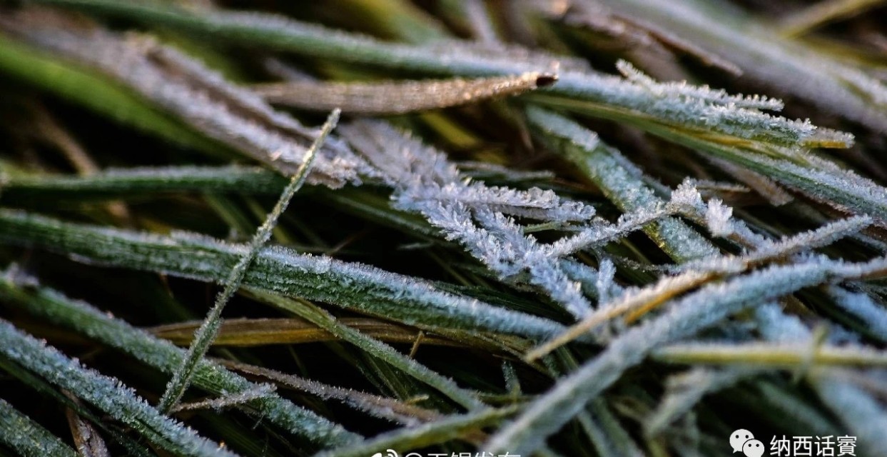 杨杰宏：霜降了，别着凉