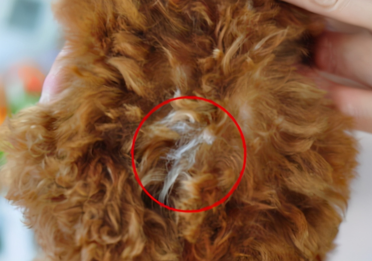 狗狗为什么会长“白毛”？这些原因铲屎官要懂