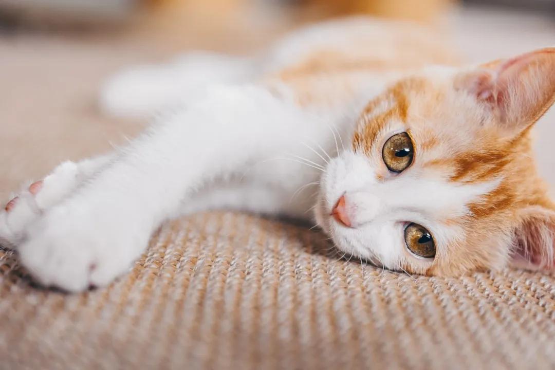 找领养新成员|你好呀，铲屎官