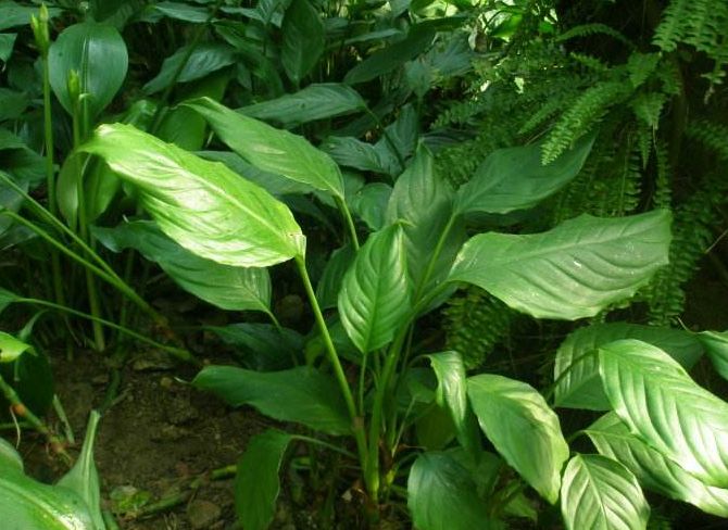 四季常青万年青怎么养,四季常青金边万年青