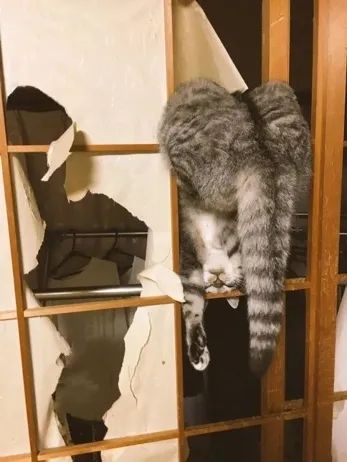 猫会像人一样做梦吗,猫老是做梦