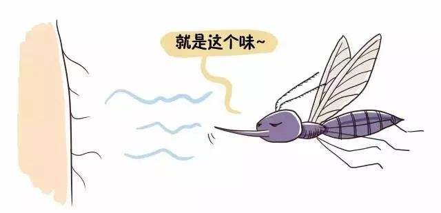 为什么o型血容易吸引蚊子,蚊子喜欢什么血型的人最招蚊子
