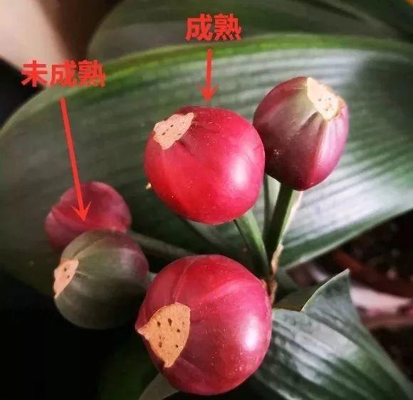 君子兰根部长了小虫怎么办,君子兰死了根部冒出小芽怎么办