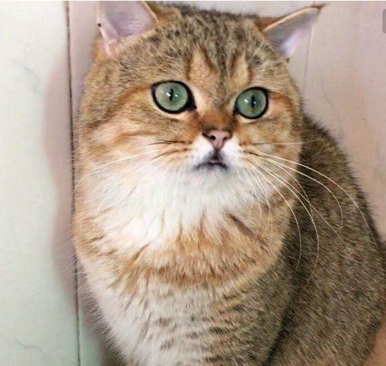 英国短毛猫究竟有多少种颜色,英国短毛猫十种受欢迎的毛色