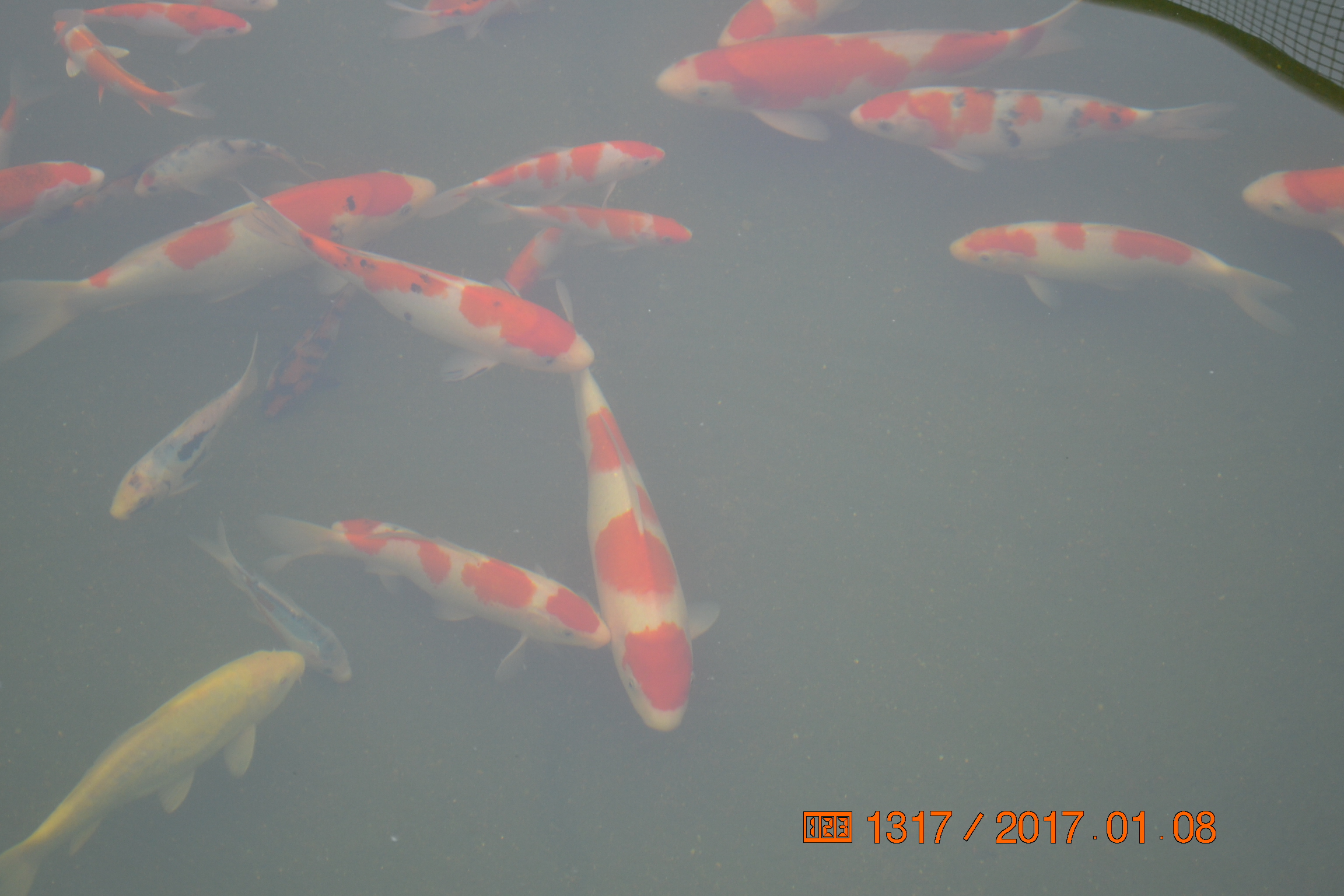 湖南最好的锦鲤养殖基地,湘潭锦鲤养殖