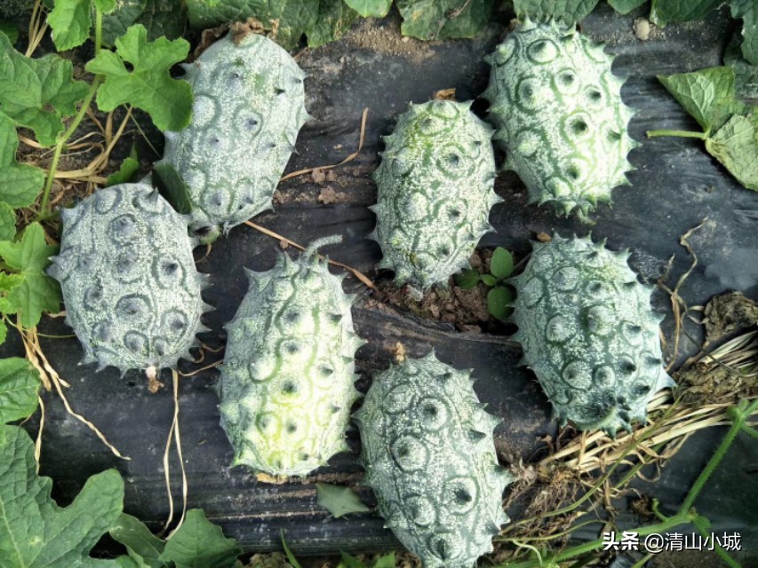 带刺的火参果,天价火参果