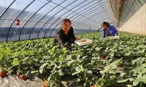 大棚立体种植蔬菜一亩顶20亩,大棚种植蔬菜一年可以收入多少钱