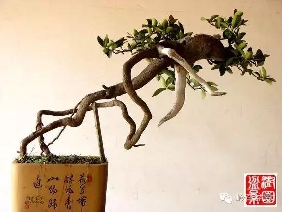 高桩金豆盆景大全,金豆双杆文人盆景欣赏