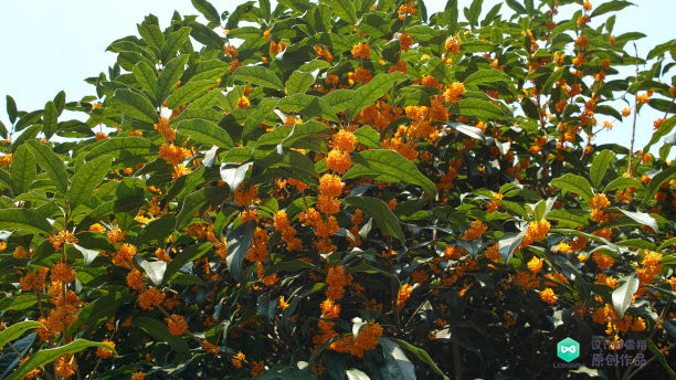 院子适合种的花和设计,庭院设计植物大全