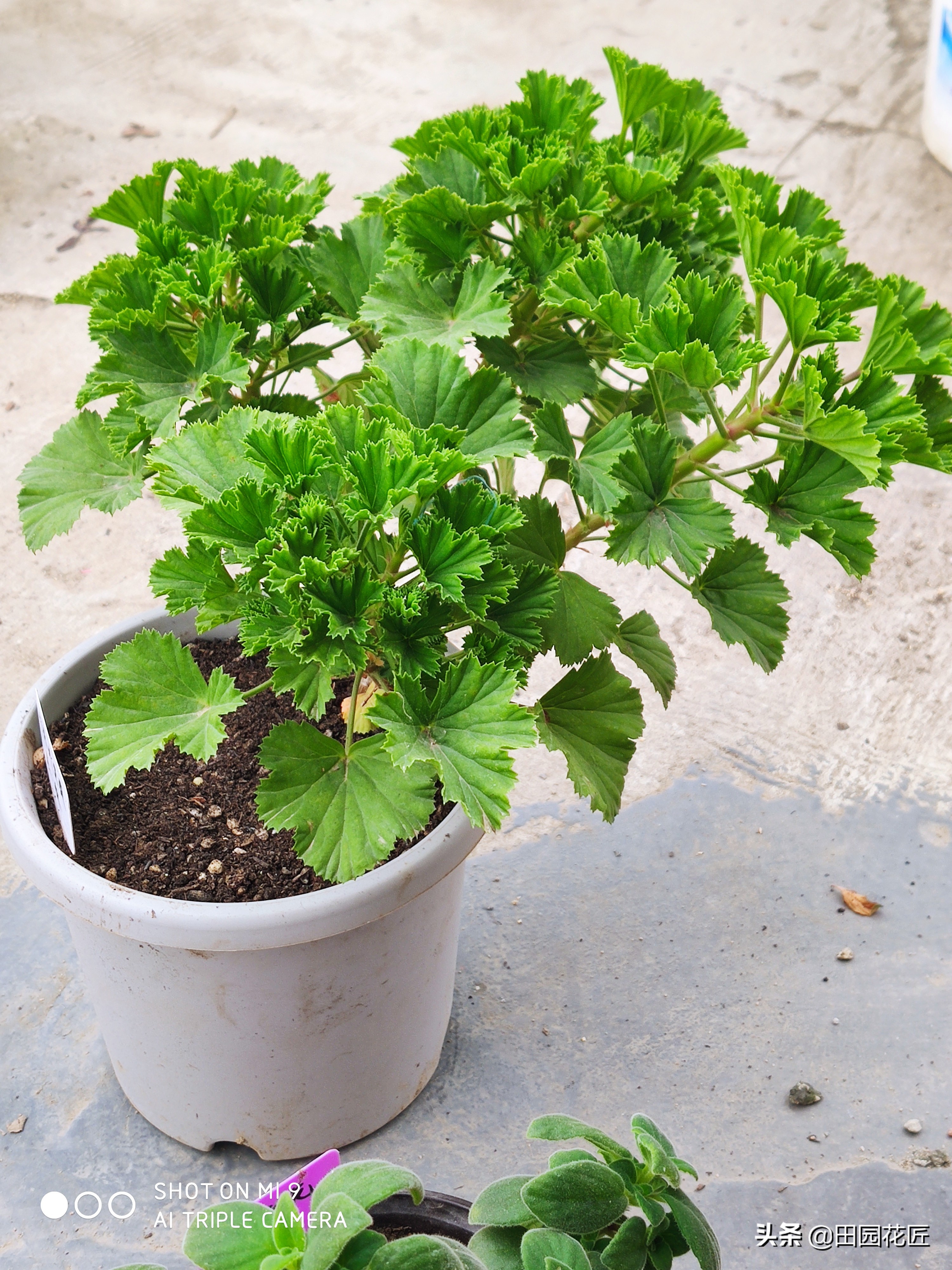 天竺葵黄叶知识,扦插天竺葵用什么药水防烂根