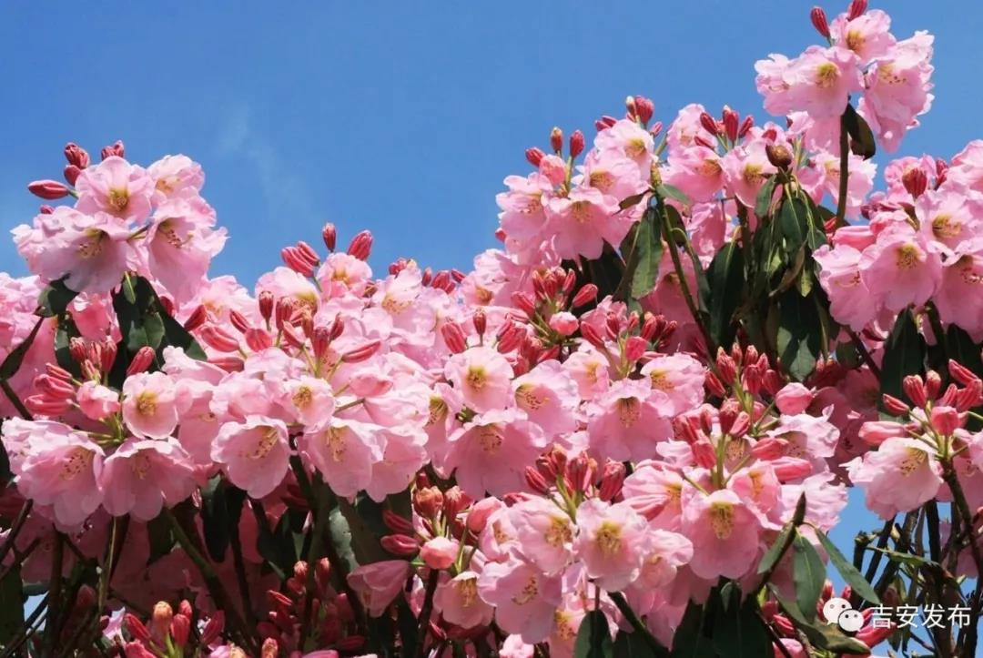 江西精华游路线,江西大环线自驾游攻略