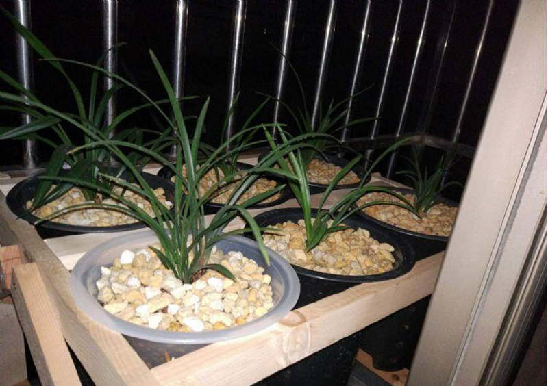 兰花发黄叶尖发黑怎么回事,兰花叶片发黄的原因和处理方法