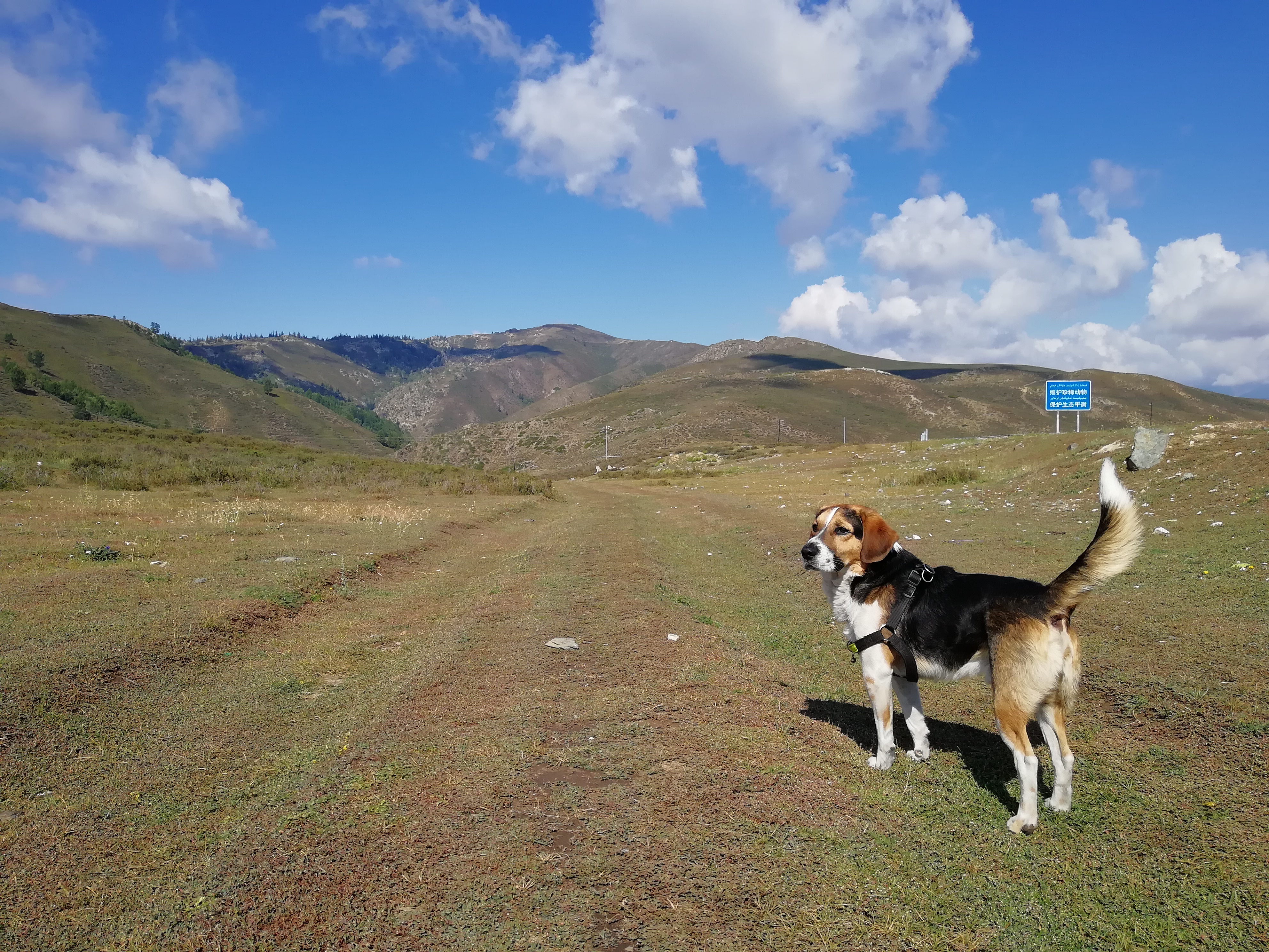 带狗自驾新疆注意事项,想带狗狗去新疆