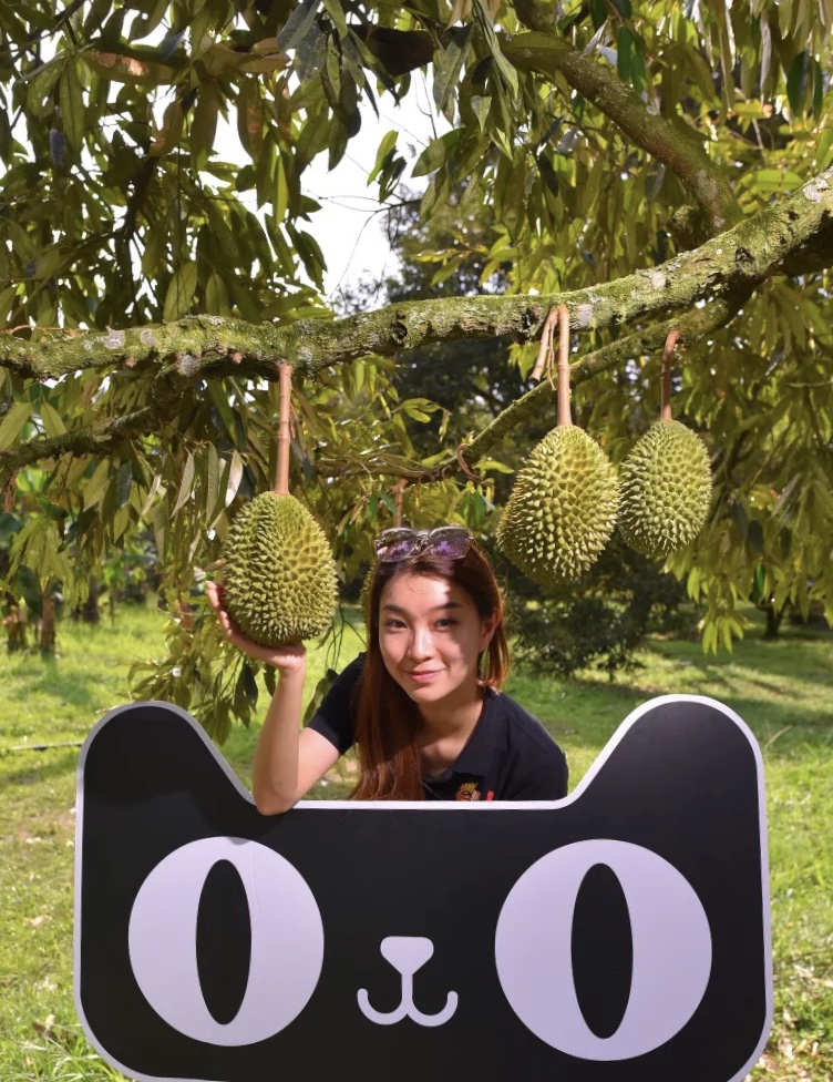 马来“猫山王”解禁！天猫618首发84元，泰国金枕遇强劲对手