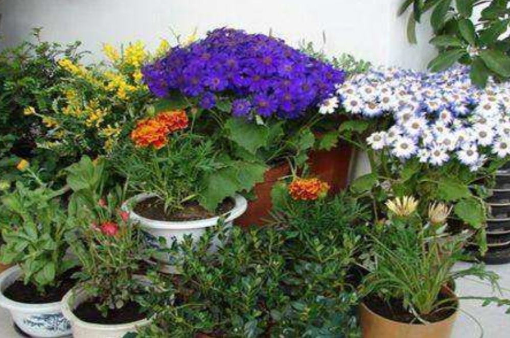 如何制作肥沃营养土,最好养的营养土