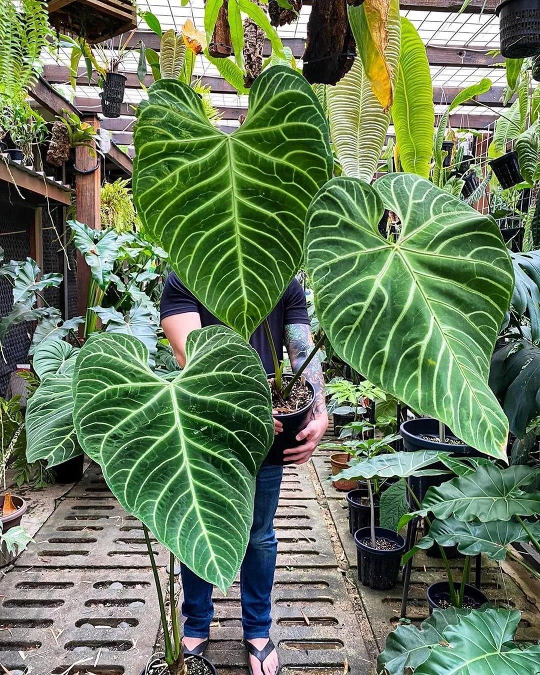 10片叶子的绿植,室内绿植盆栽一元