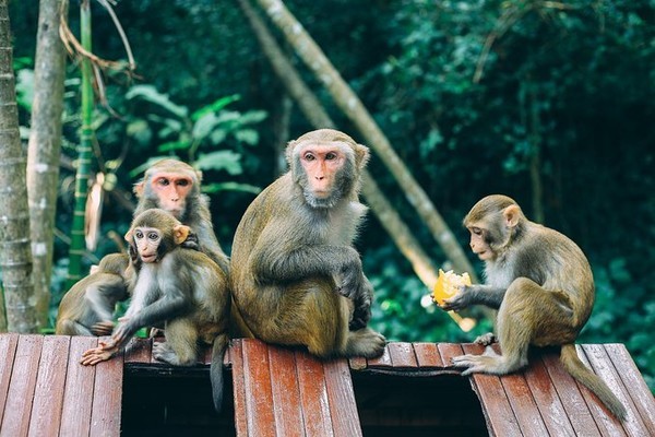 全球唯一猴岛,海南岛东方猕猴保护区
