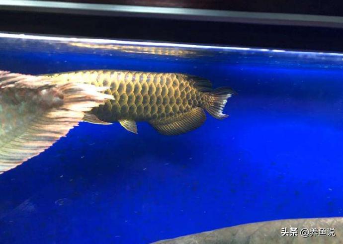 宠物鱼生病了怎么处理,鹦鹉鱼受到惊吓怎么处理