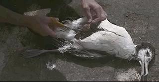 彭于晏苏有朋,彭于晏和苏有朋