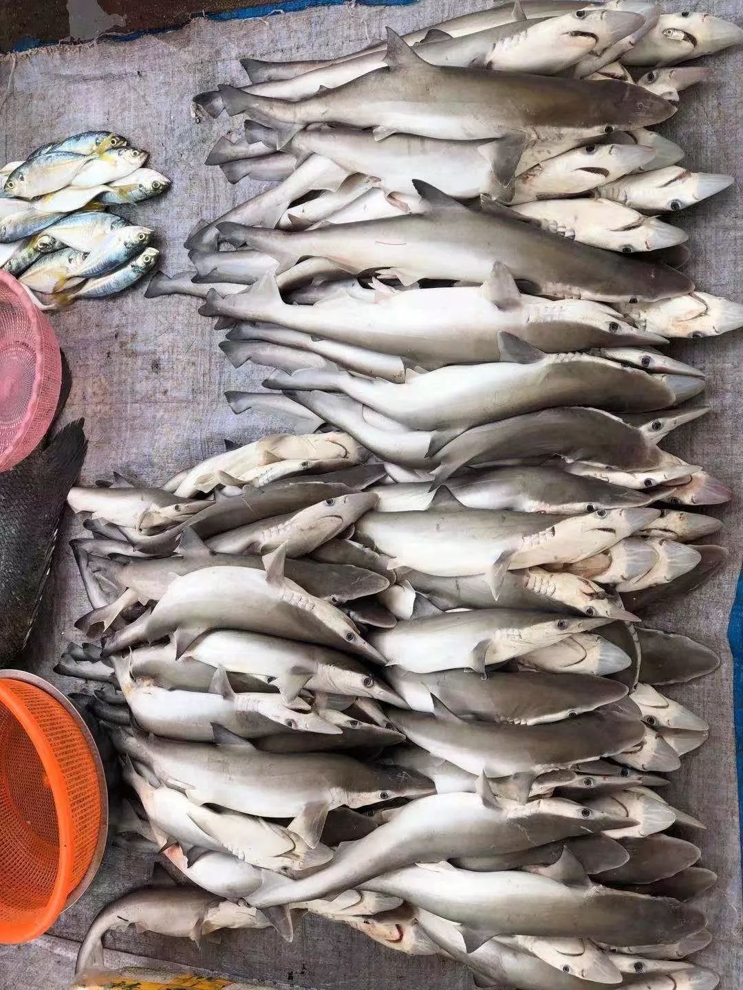 钦州最便宜的海鲜市场,钦州海鲜哪里最便宜