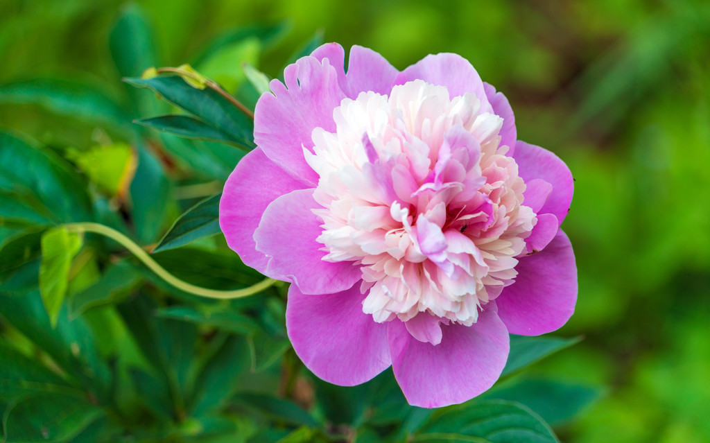 芍药花出芽后该如何养护,芍药花花期长吗怎么养护好