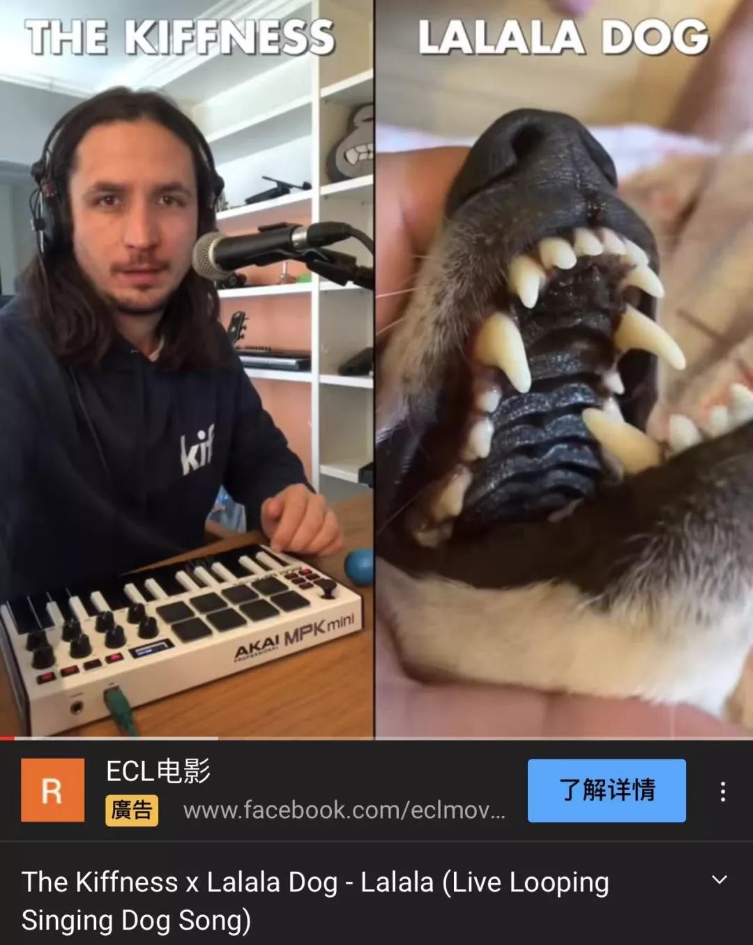 漂亮小奶猫喝奶,4只小奶猫吃豪华大餐