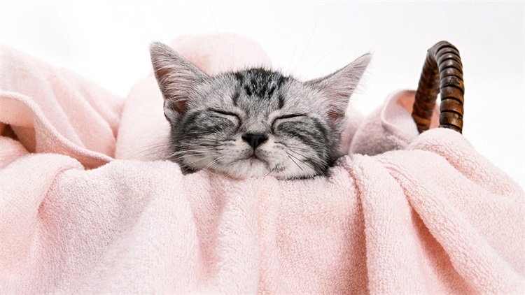 怎么清理猫咪毛上的驱虫药,大扫除怎么清除猫毛