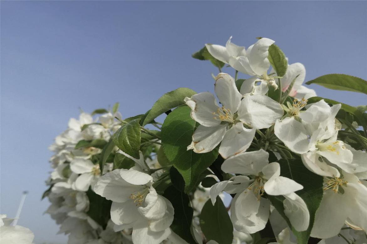 故事:九尾狐大雄异地恋,过程一波三折,结局很感人,情比金坚