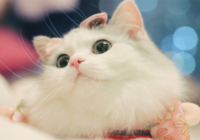 猫咪外出用什么装比较好,猫咪外出怎么装