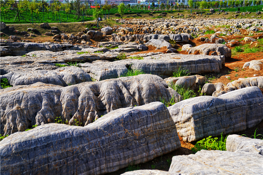 我和宿州有个约会，一场花事，一次慢旅行，探寻最烟火的宿州味道